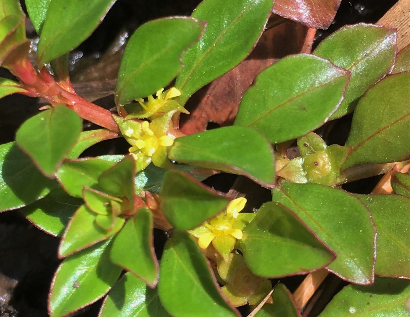 Ludwigia repens